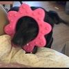 mcdoglove